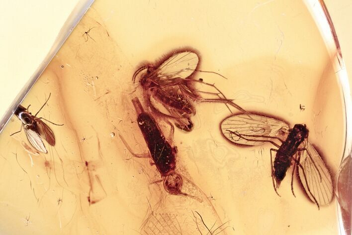 Fossil Moth Fly, Fungus Gnat, Fly, and Springtail in Baltic Amber #357700